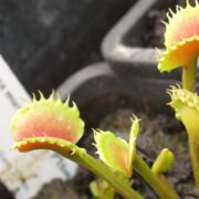 Dionaea muscipula BCP clone aka Bastard Werewolf