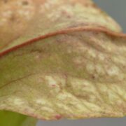 Sarracenia - 'C24 Curly leucophylla'