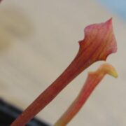 Sarracenia flava var. atropurpurea {Wewahitchka, Florida}