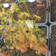 Drosera gracilis {Mt. Buffalo, Vic.}