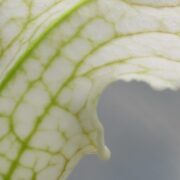Sarracenia - 'C24 White A'