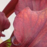 Sarracenia - 'C24 Crimson Lynda'