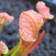 Sarracenia x moorei 'Elizabeth' seedgrown - Clone A
