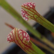 Sarracenia x moorei 'Elizabeth' seedgrown - Clone B