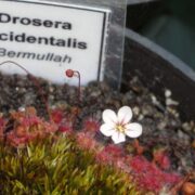 Drosera occidentalis ssp. occidentalis {Bermullah}