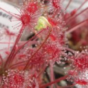 Drosera paradoxa {Mount Fife, Kimberley, Australia}