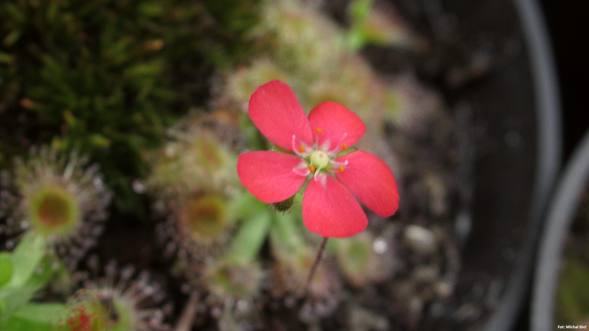 Drosera pulchella (44A) (red)