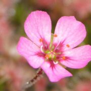 Drosera pulchella (Pink flower)