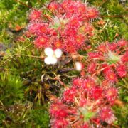 Drosera pygmaea {Kangaroo Island}