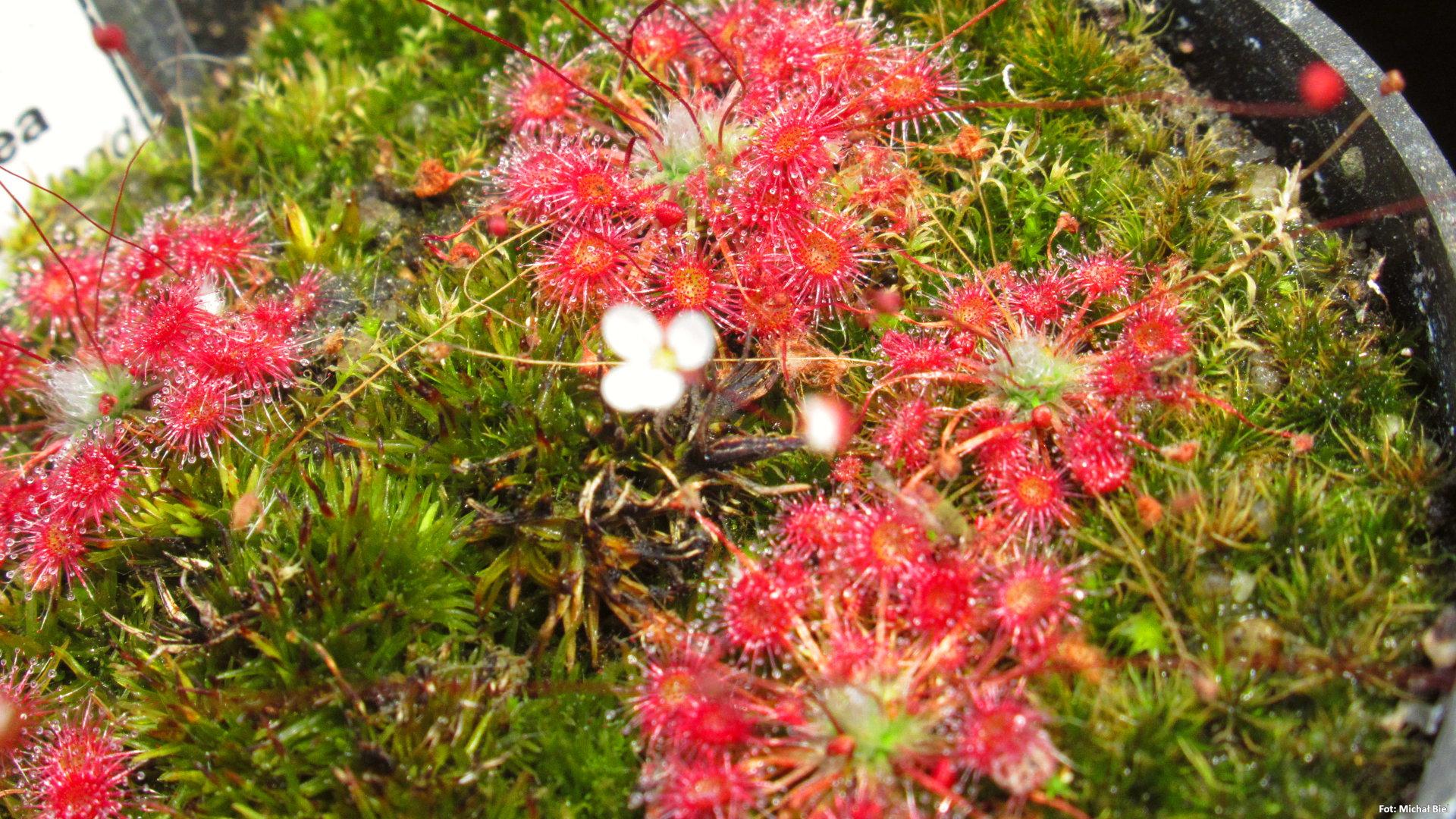 Drosera pygmaea {Kangaroo Island}
