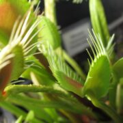 Dionaea muscipula Trichterfalle