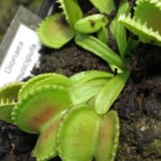 Dionaea muscipula BCP clone aka Green Wizard