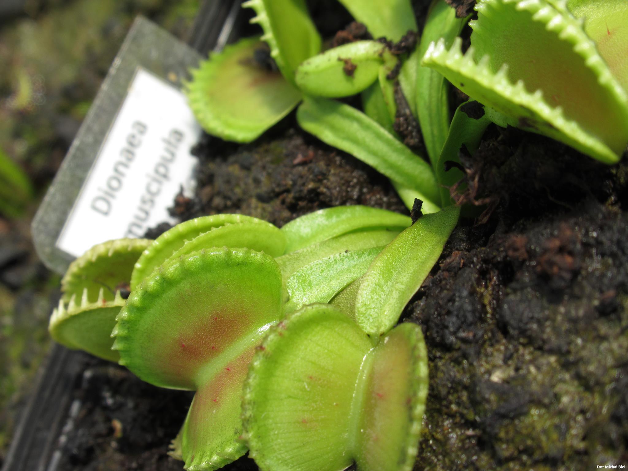 Dionaea muscipula BCP clone aka Green Wizard