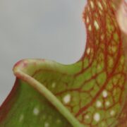 Sarracenia x Mushroom Periscope